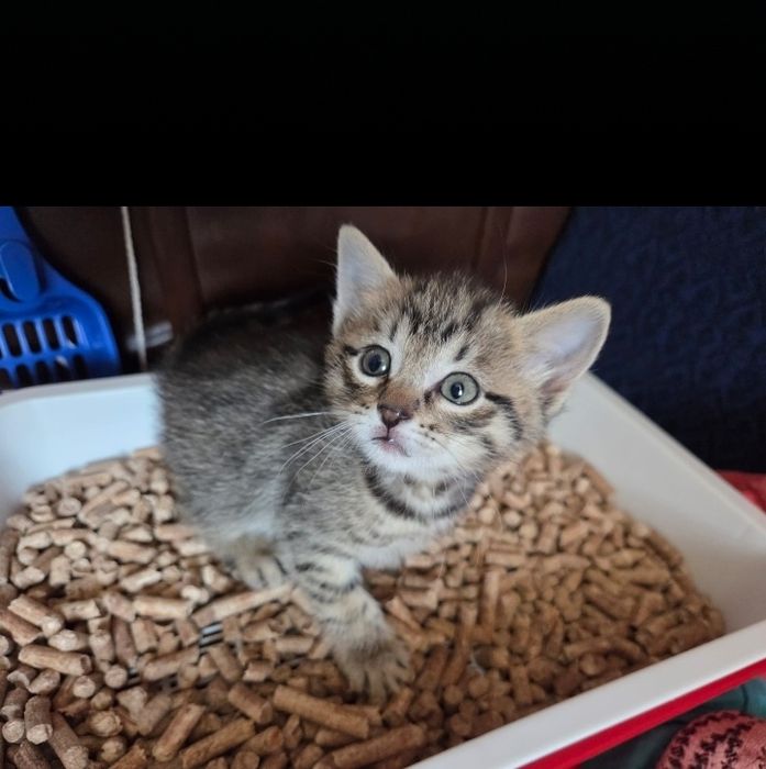 Котята  в добрые руки