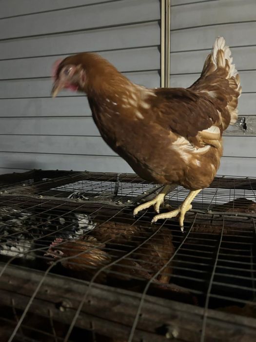 Ломан Браун 6 месяцев