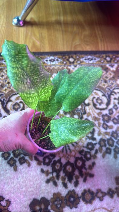 Комнатные цветы