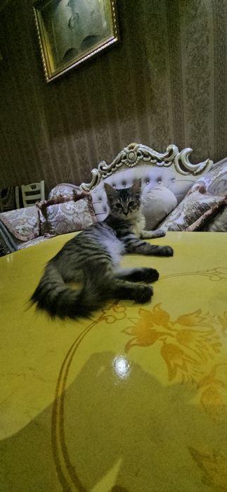 Котёнок Пародистый