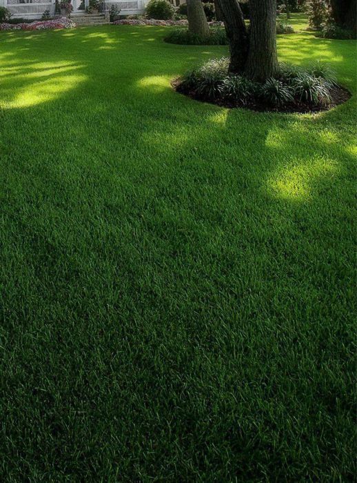 Газон автр палиф