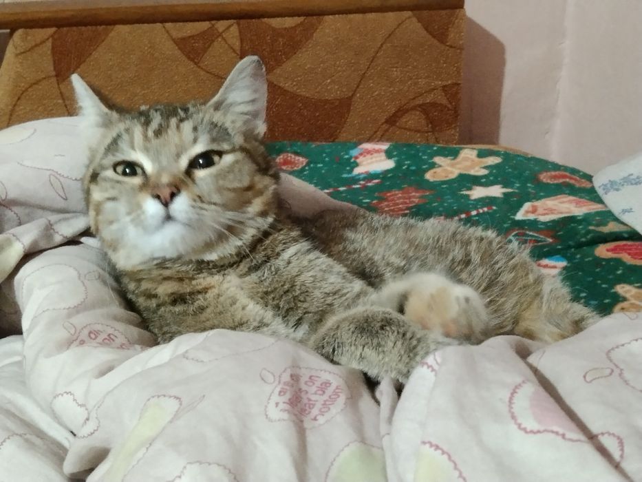 Кошечка стерилизованная