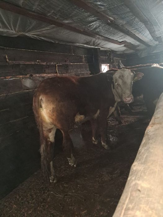 9 бука полтарашка