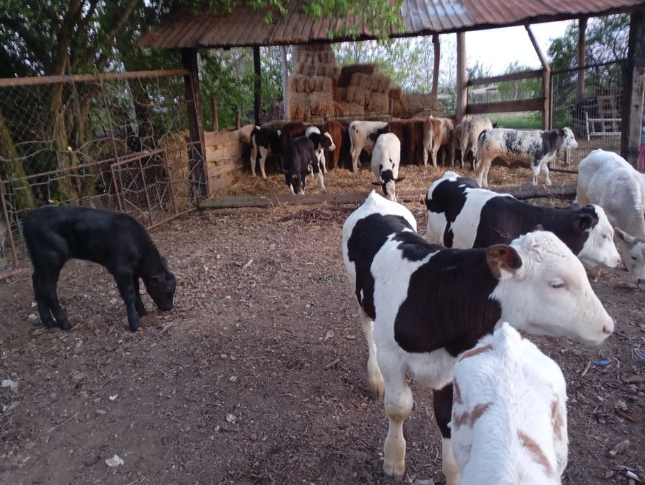 Vând vitei înțărcați