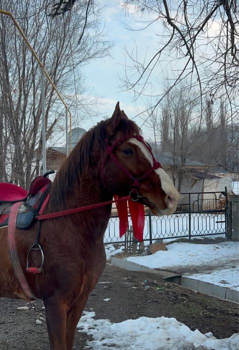 Айғыр сатылады полукровка