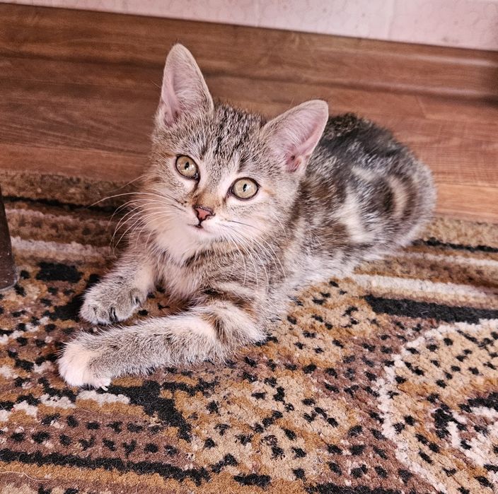 Маленькая кошечка