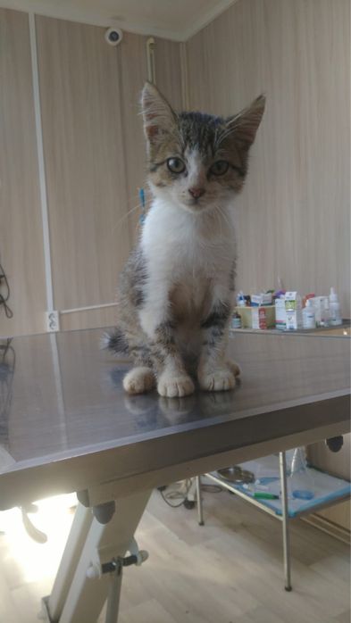 Котенок - милашка! Мальчик