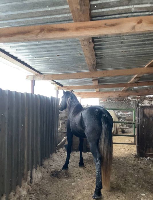 Айгыр жас айгыр