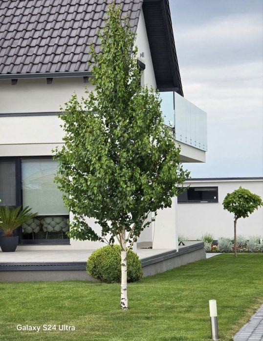 Mesteacan Alb Betula Pendula