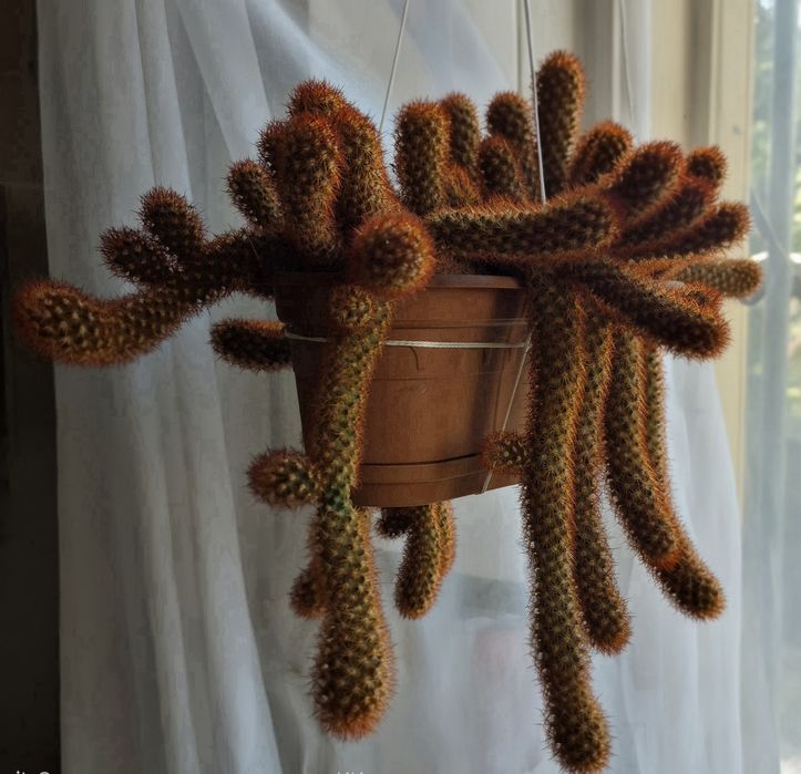 Кактус ампельный