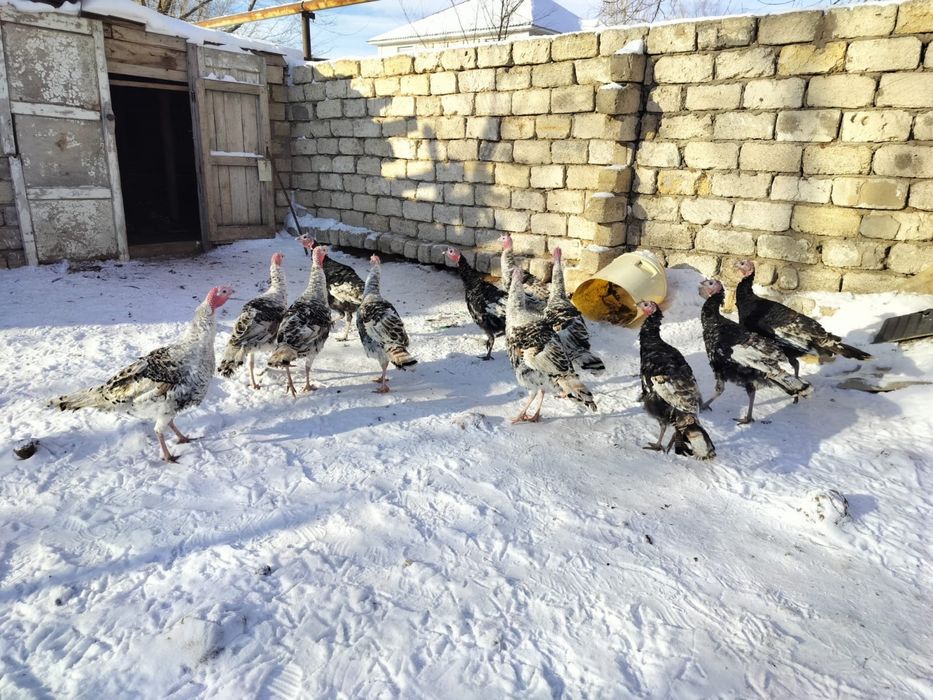 Продам индюков взрослые