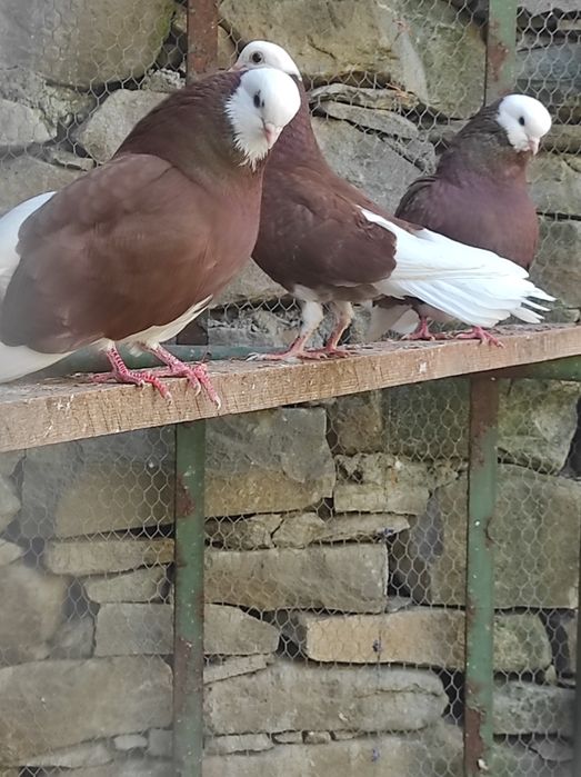 Белоглави и огледални гълъби продава