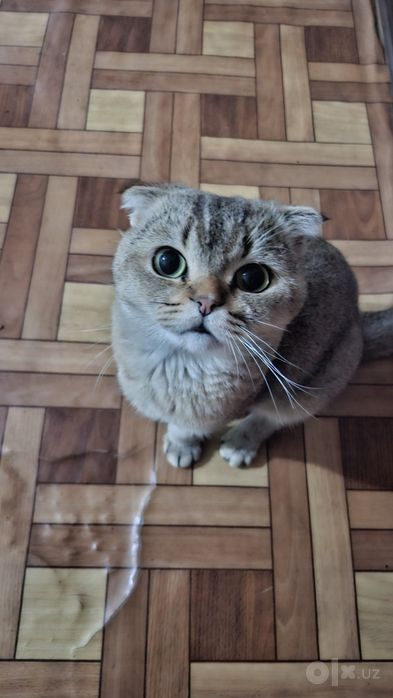 Scottish fold zalataya chinchilla