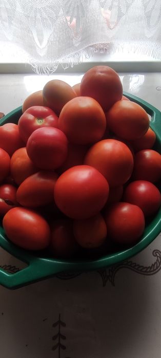 Продам помидоры домашние