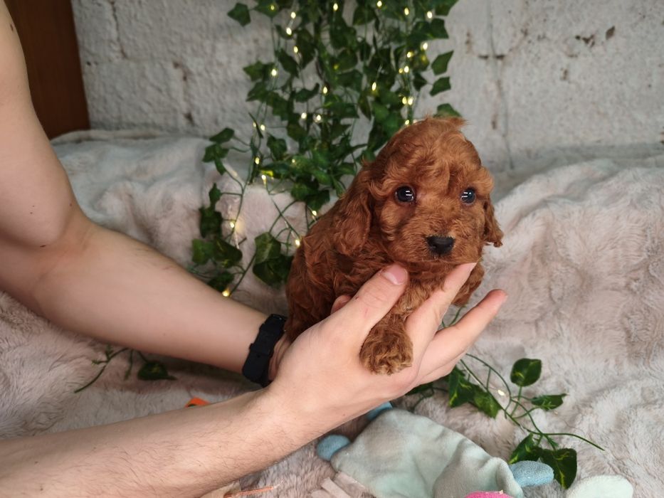 Vand baietel Cavapoo F1b red