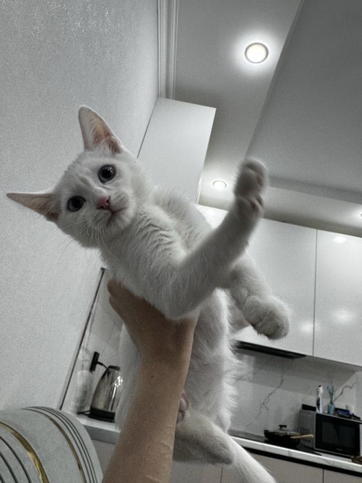 Турецкий Ван котенок