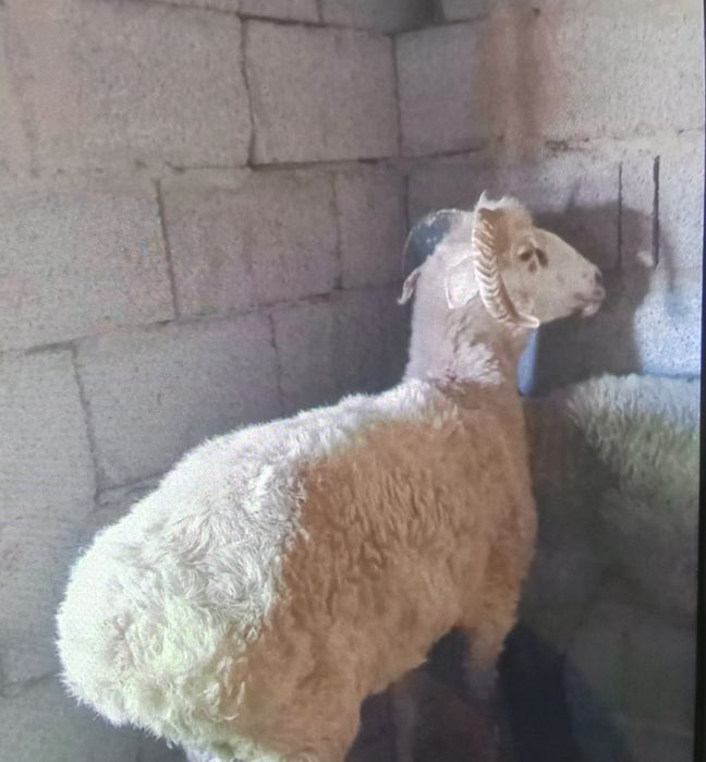 Семіз қошқарлар сатылады