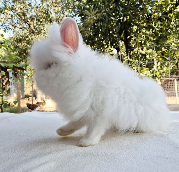 Iepuri cap de leu-mascul