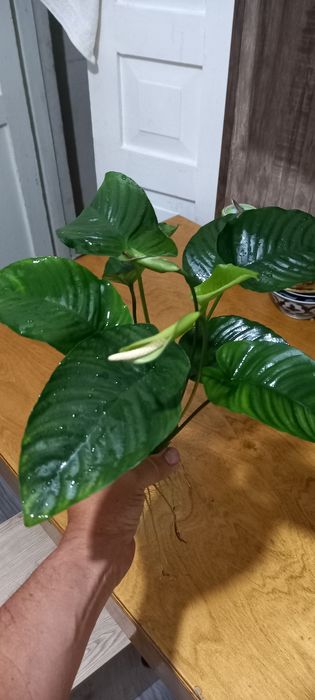 Аквариумное растения анубиас