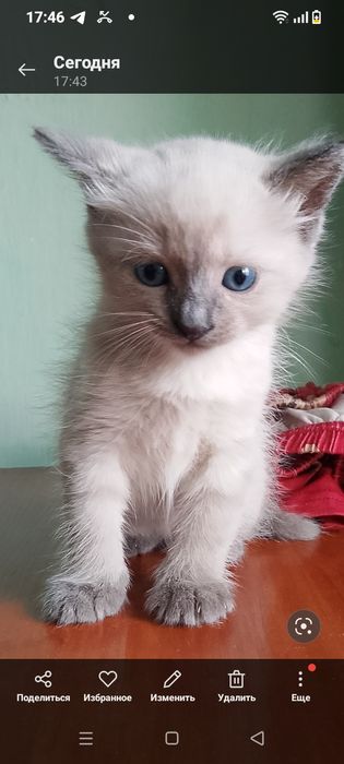 Котята за 2000 тенге