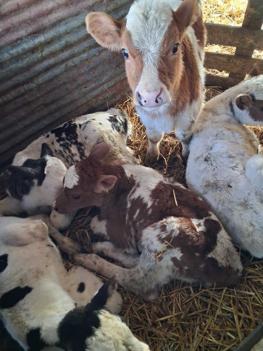 Vaci gestante si fătate de vânzare