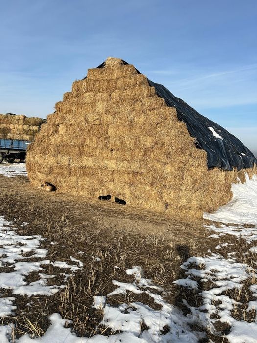 Шоп сатылады суданка