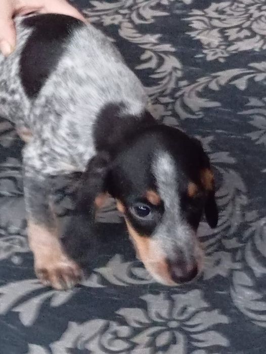 Щенки мальчики бесплатно