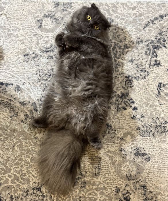 Самец, скоттиш страйт хайленд