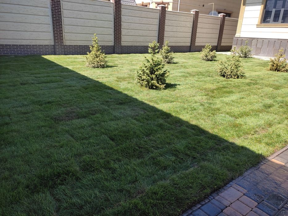 Газон живои семена