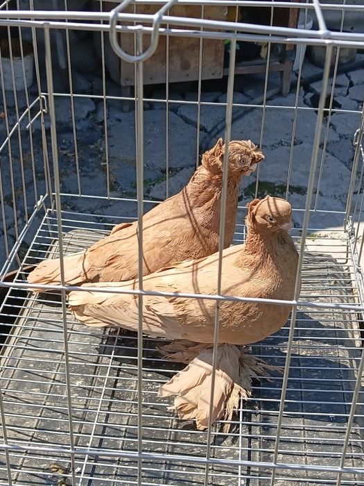 Продам 3 пары голубей