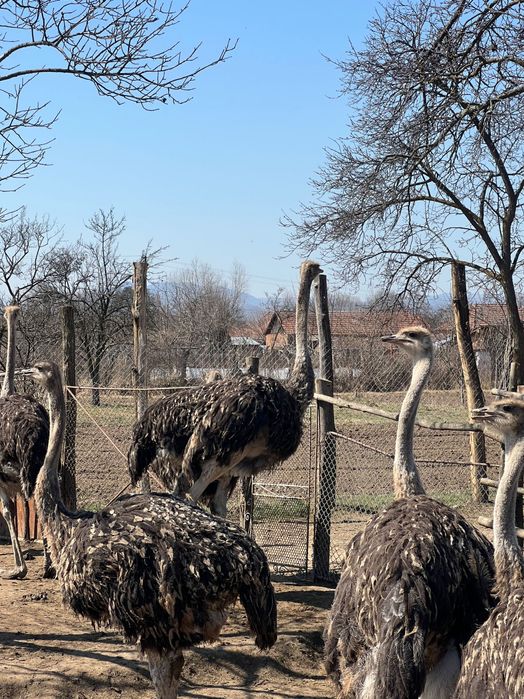 Struti de vanzare pui si tineret