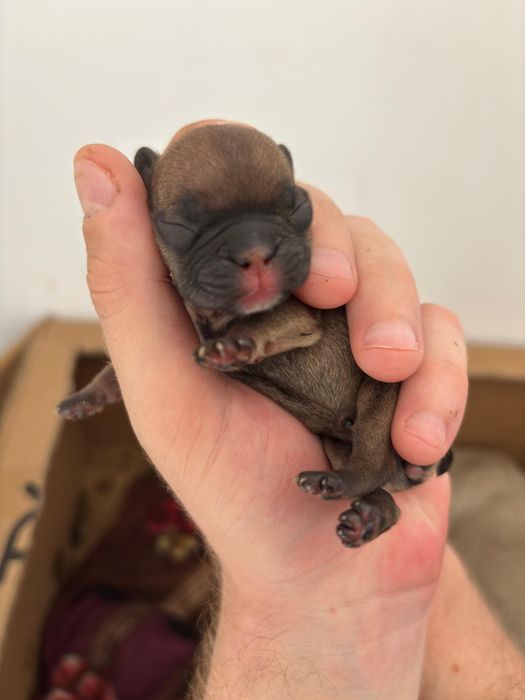 Щенки французского бульдога