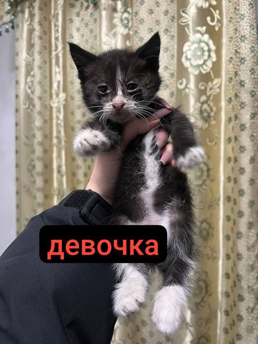 Отдам котят срочно