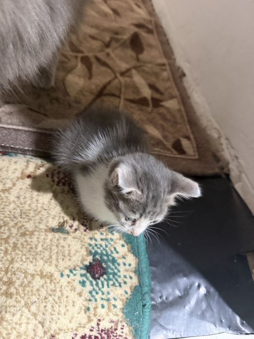 Отдам котенка в добрые руки