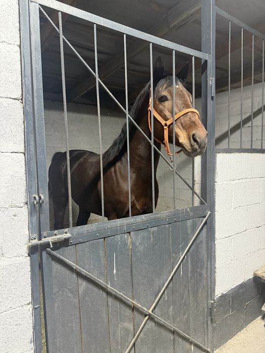 Жеребец американец