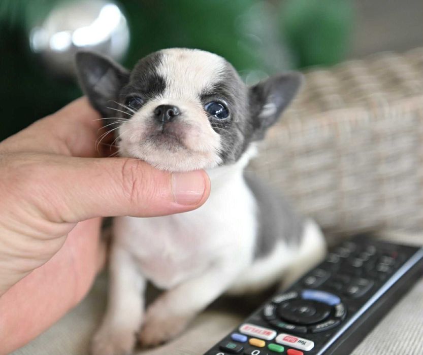 Женско мини чихуахуа бяло синьо