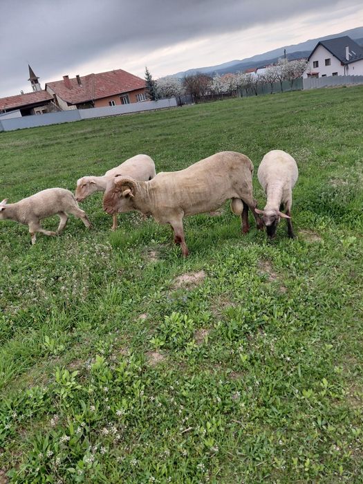 Berbec țigaie ruginie