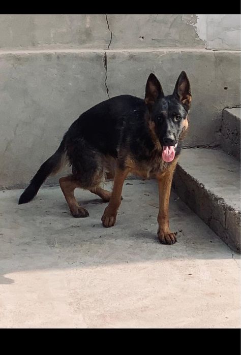 Немецкая овчарка девушка