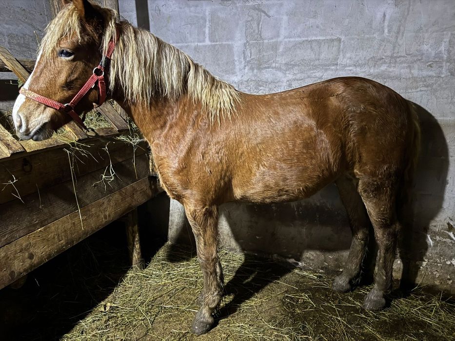 Vând mânză Blondă