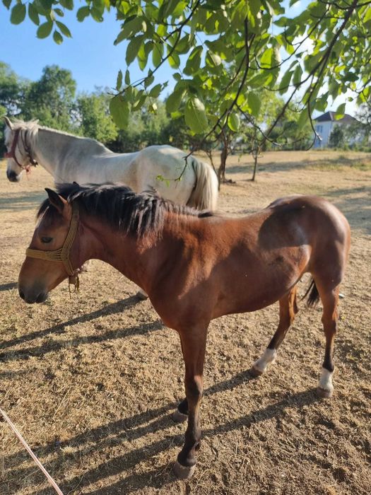 Manz de 10 luni de vanzare