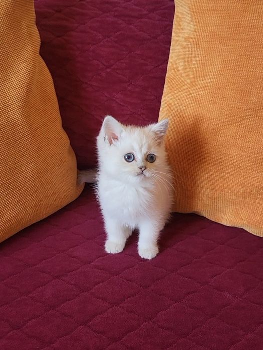 British shorthair