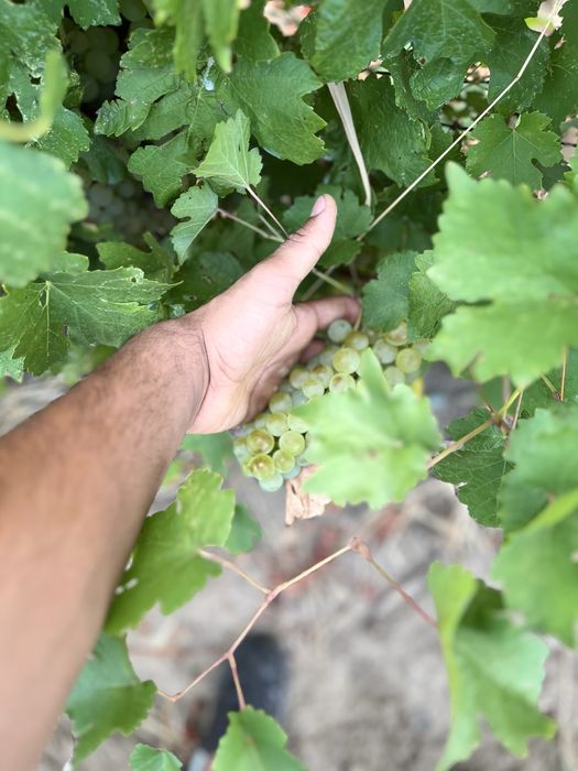 Vand struguri de vin 2026