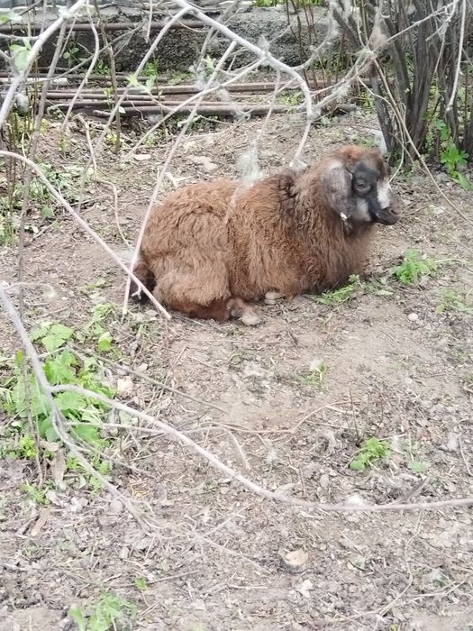 Козы продам 4шт продам