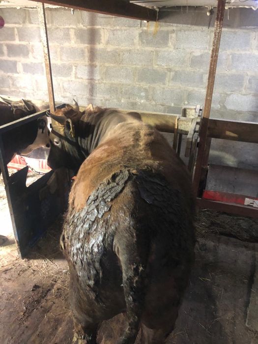 Продаются мощные бычки на откорме