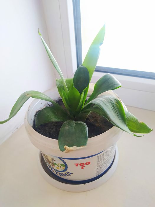 Комнатные цветы продам