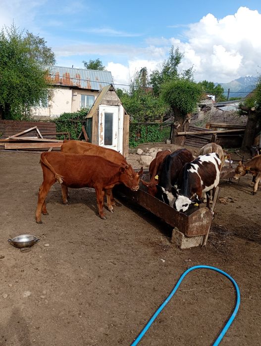 Сиыр бұзауымен,тайыншалар сатылады