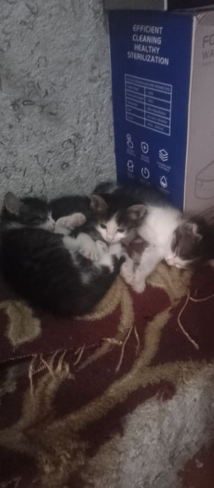 Uy mushiklari ona bolla