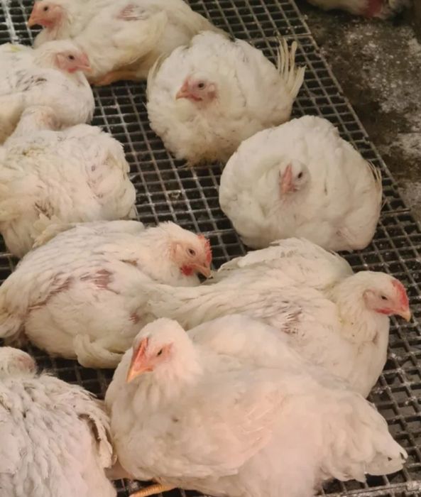 Pui rasa mixtă si Alb de carne