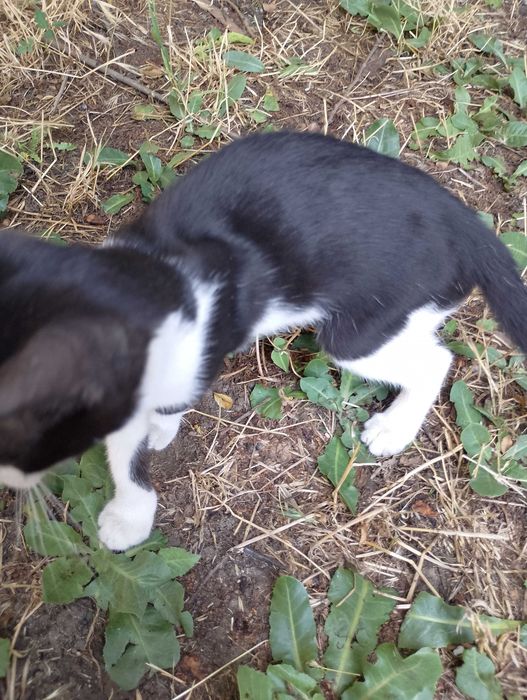 Подарявам малки котенца