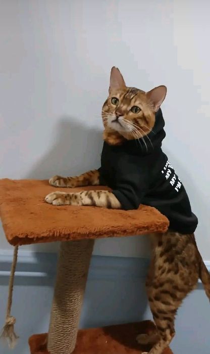Бенгальские котята